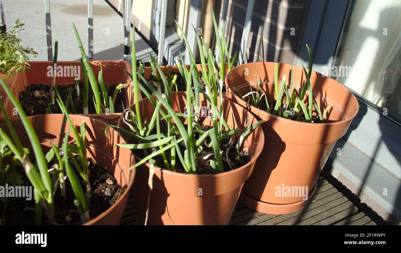 Spring onions in pot Stock Photo