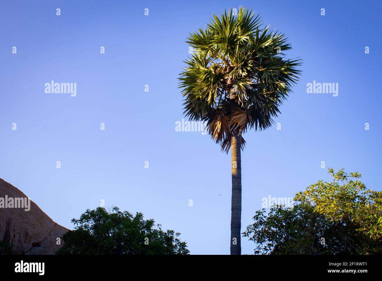 Palmyra palm tree with blue sky background in Mahabalipuram, Tamil Nadu, India. Mahabalipuram is