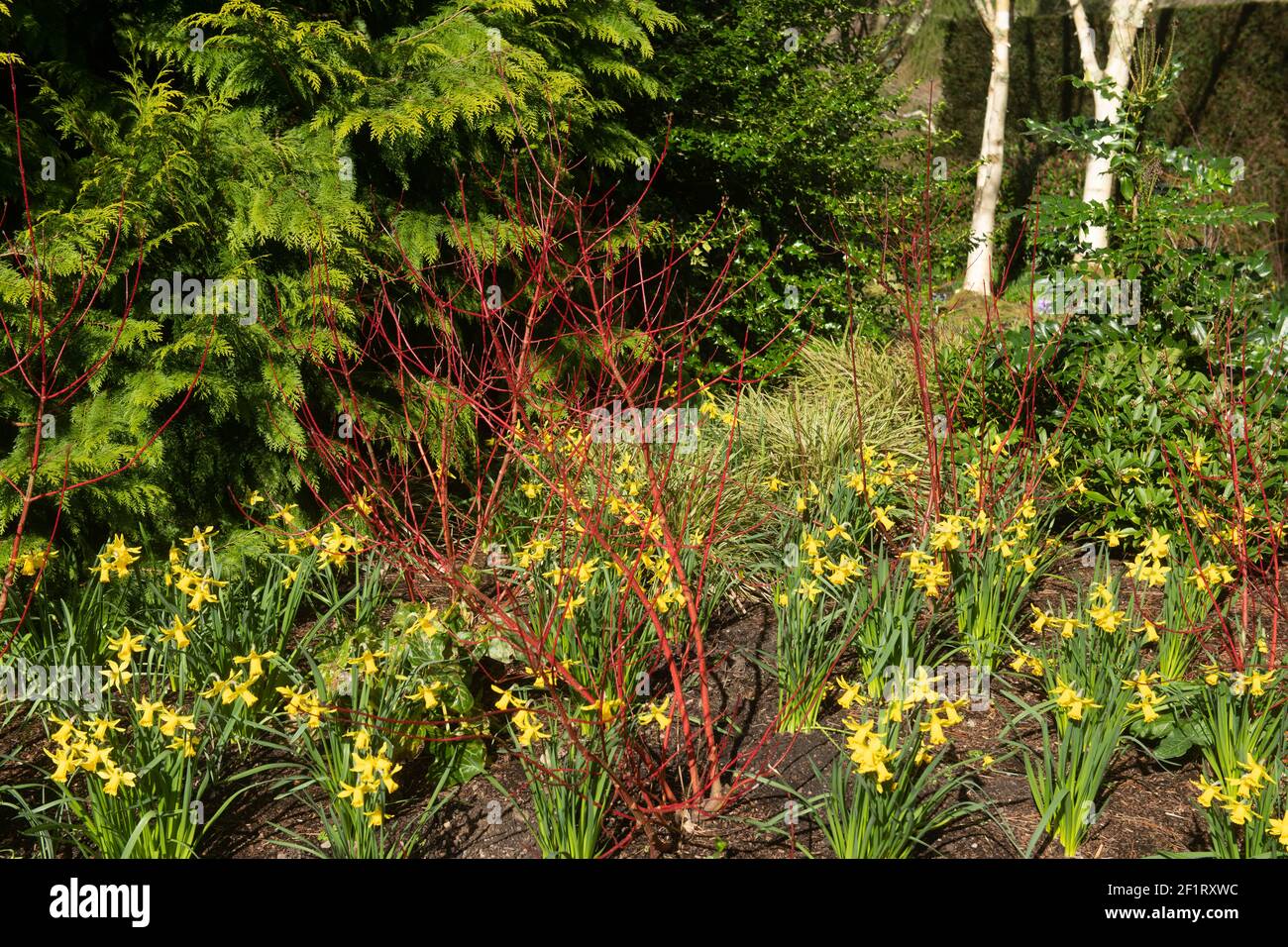 Bright Red Winter Stems on a Deciduous Dogwood Shrub (Cornus alba 'Baton Rouge') Surrounded by Yellow Daffodils (Narcissus 'February Gold') Stock Photo