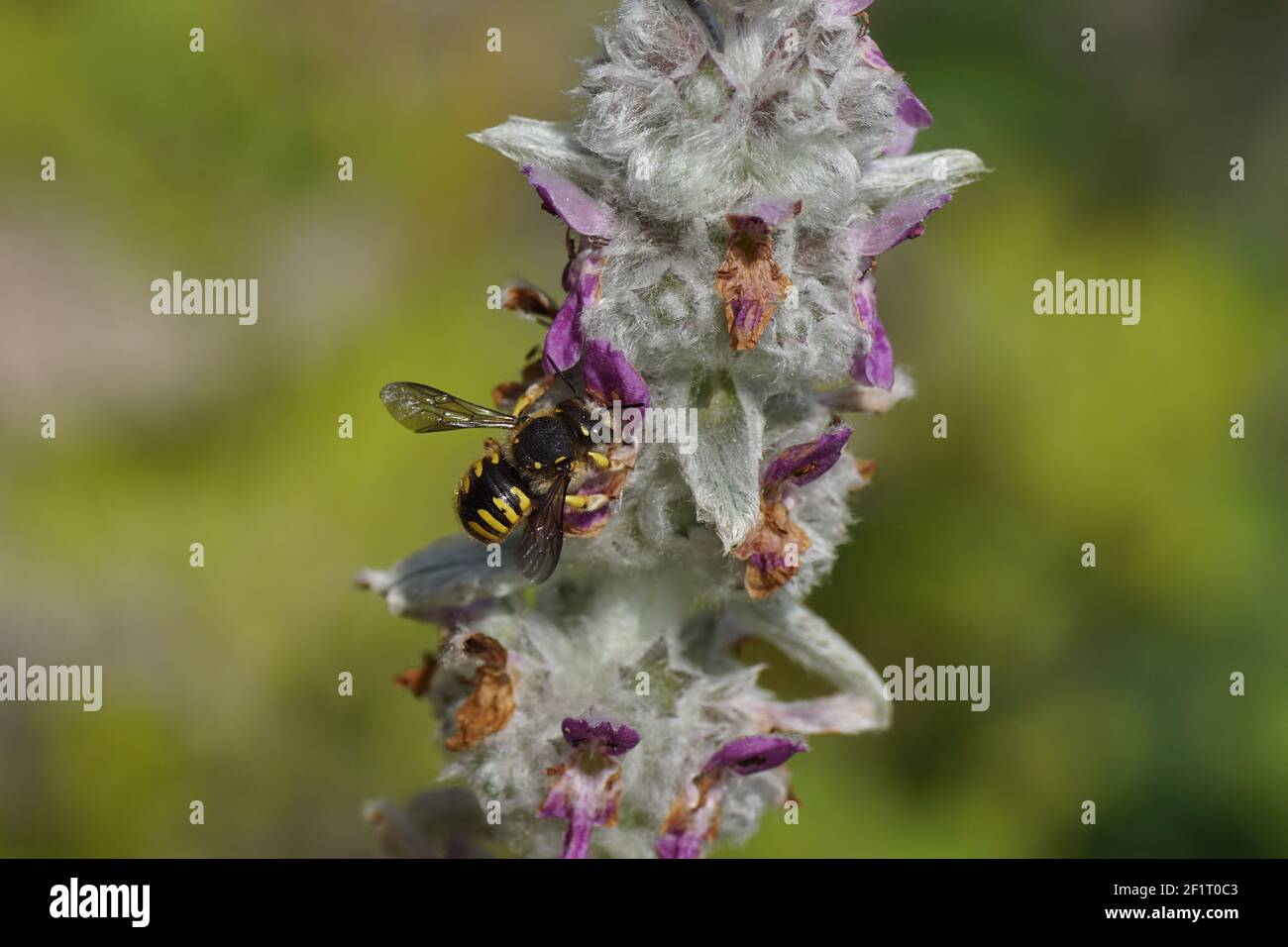 European wool carder bee (Anthidium manicatum) family Megachilidae, the leaf-cutter bees or mason bees on flowers of lamb's-ear or woolly hedgenettle. Stock Photo
