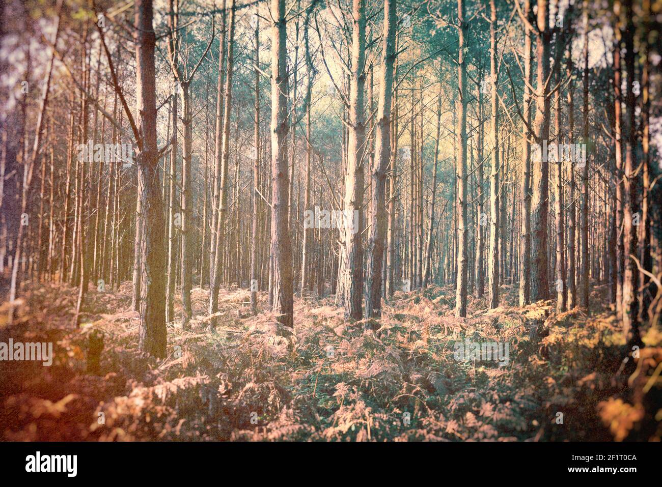 Pine woods during the season of autumn with bracken Stock Photo