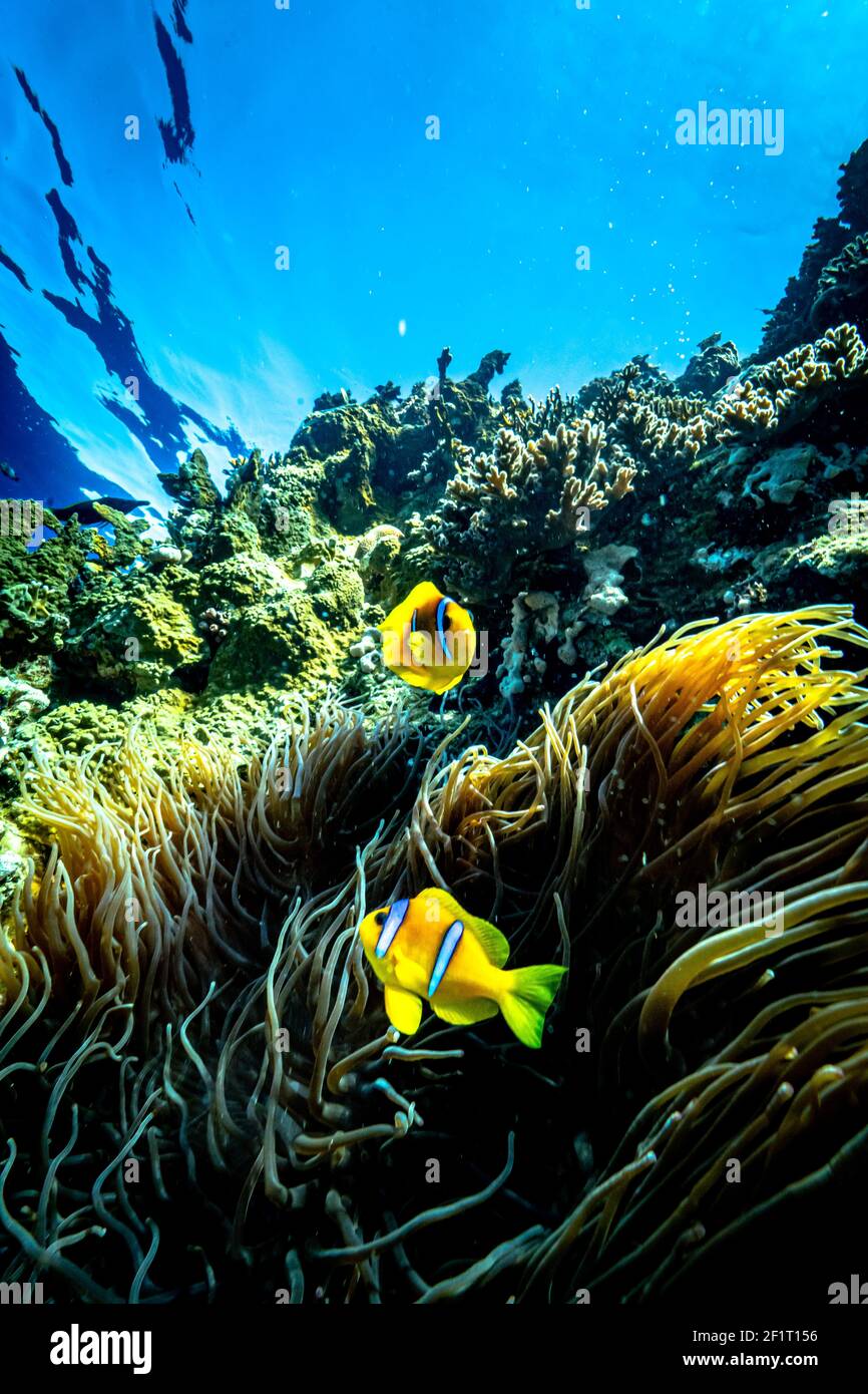 A pair of clownfishs in the red sea Stock Photo