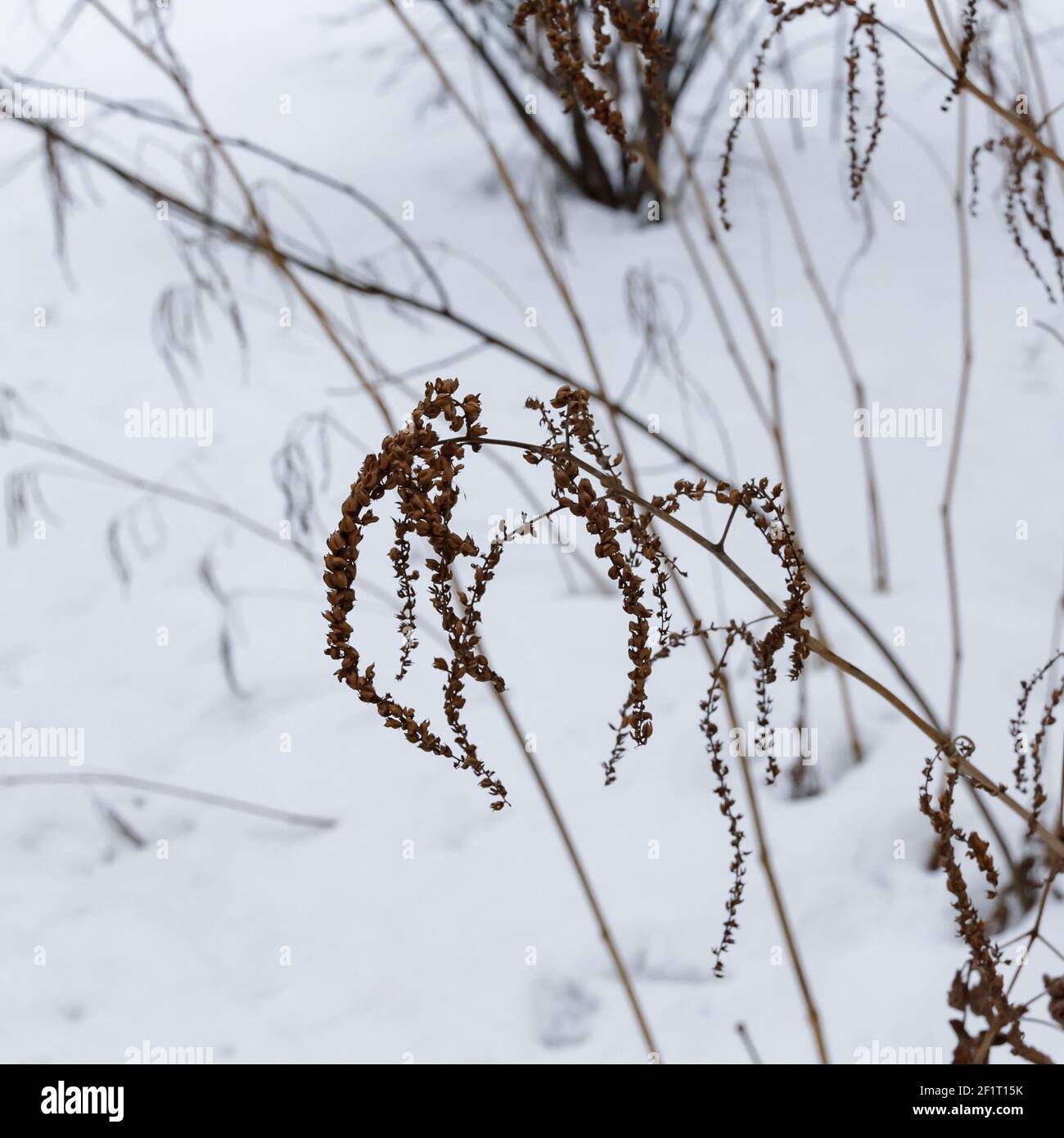 White snow texture. Snowy background for a winter scene. Stock Photo