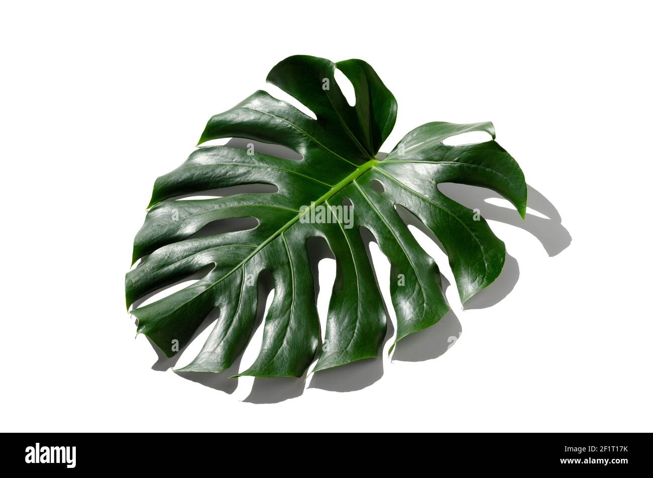 Monstera leaf isolated on a white background. Hard shadows. Stock Photo