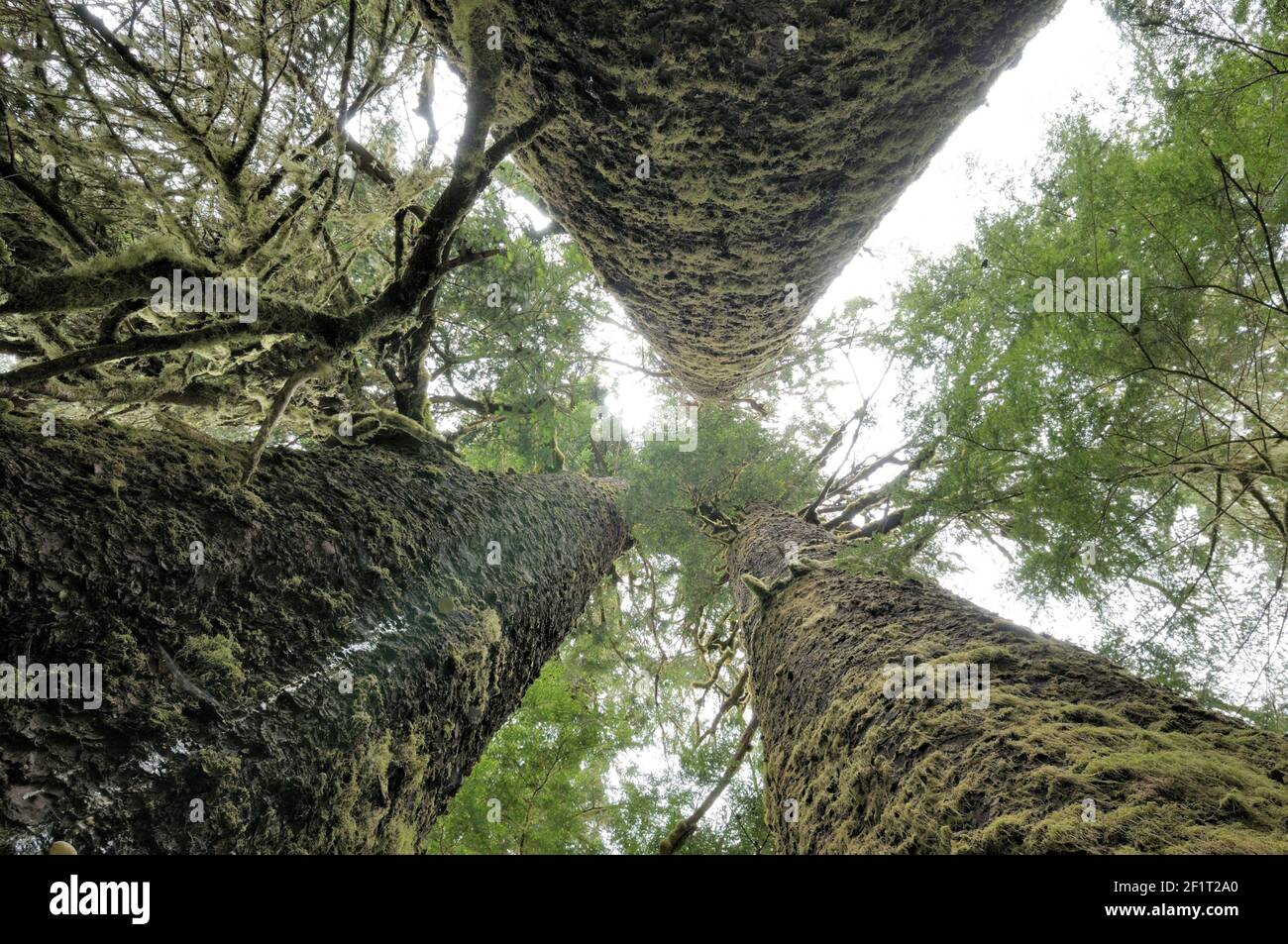 Three Sisters Sitka Spruce, Carmanah Walbran Provincial Park, British Columbia, Canada Stock Photo