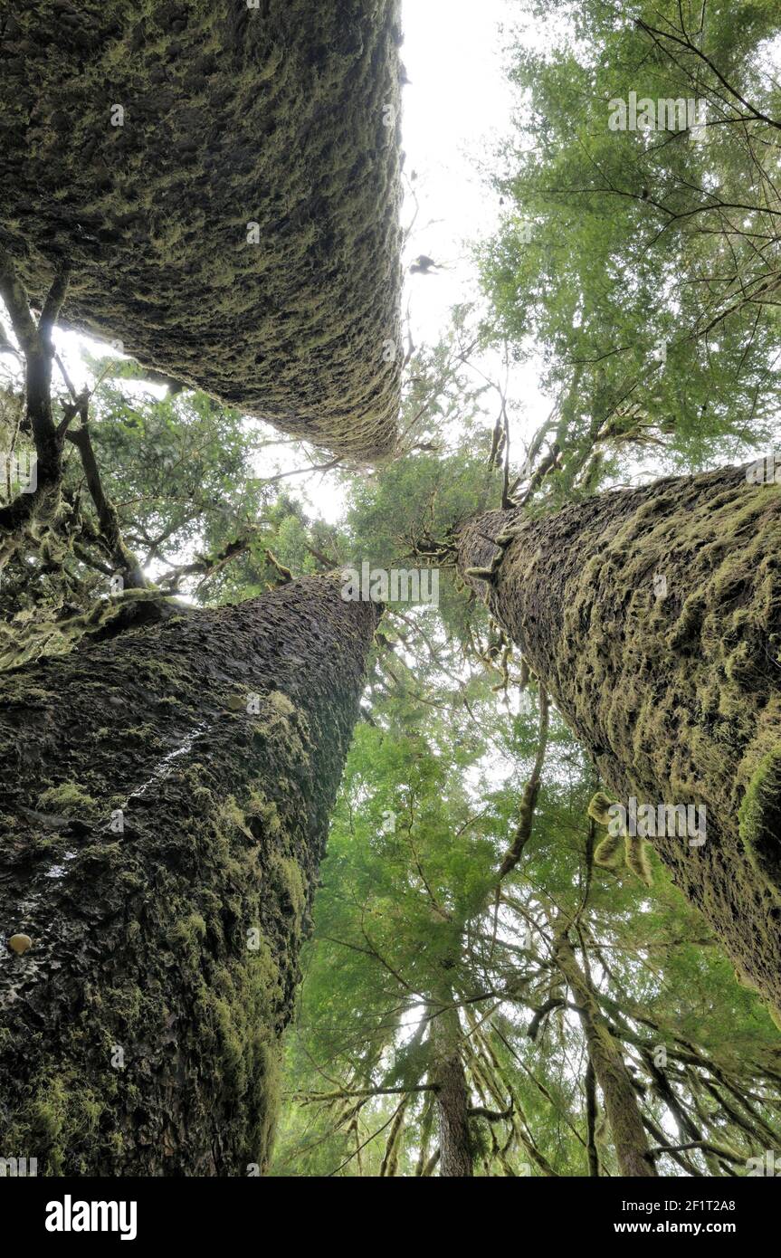 Three Sisters Sitka Spruce, Carmanah Walbran Provincial Park, British Columbia, Canada Stock Photo