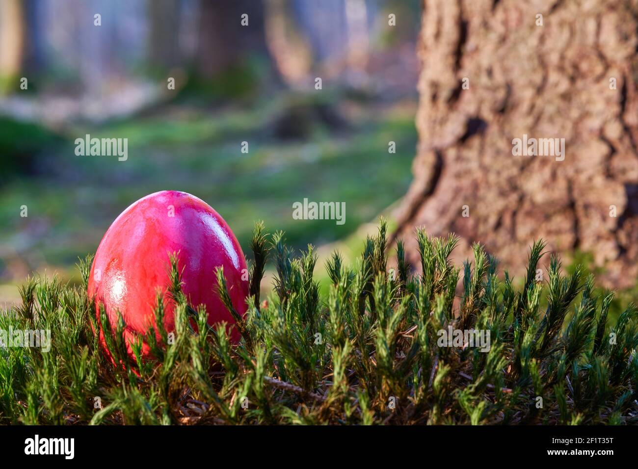 Red easter egg on moss ground, big tree trunk in the background. Easter in the forest. Stock Photo