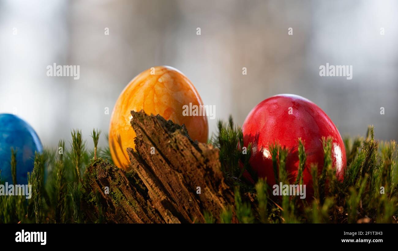 Focus on red easter egg, three eggs on moss ground in the foreground a broken wood. Stock Photo