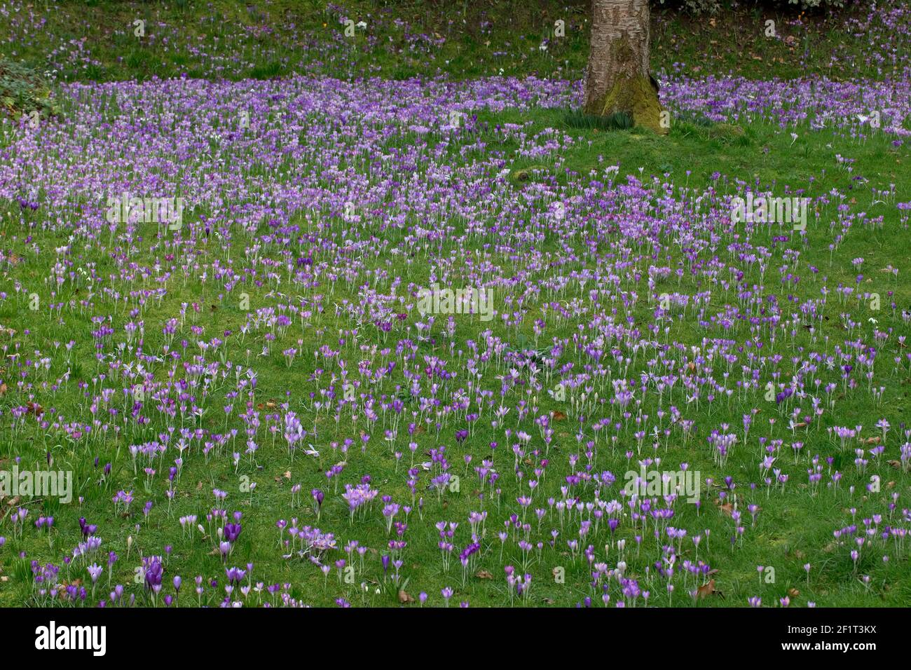 Crocus (Crocus vernus Stock Photo Alamy