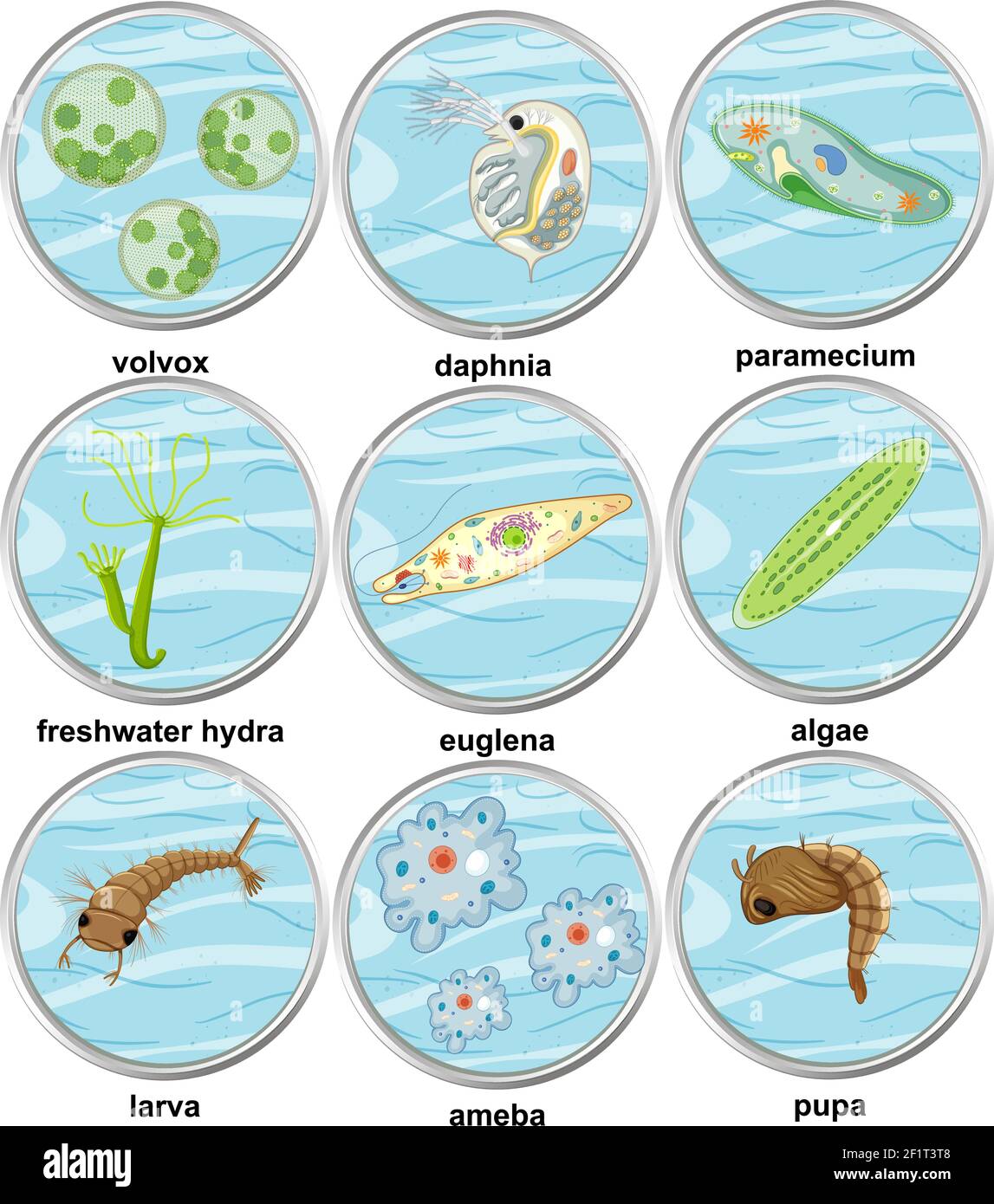 Set of different types of unicellular organisms illustration Stock Vector