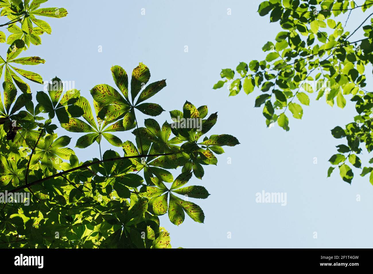 Tree leaves photographed against a blue sky Stock Photo - Alamy