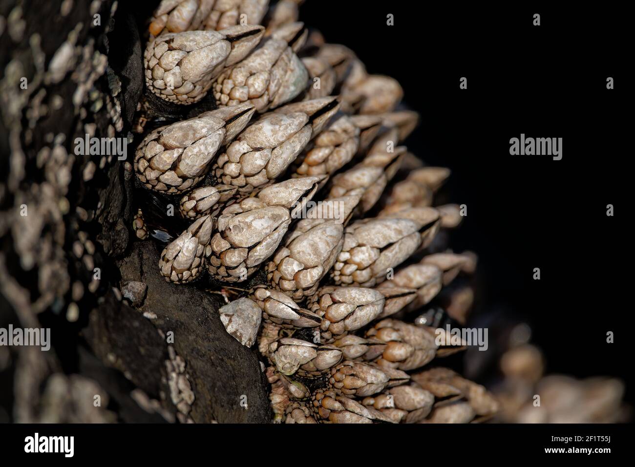 A closeup shot of Gooseneck barnacles Stock Photo