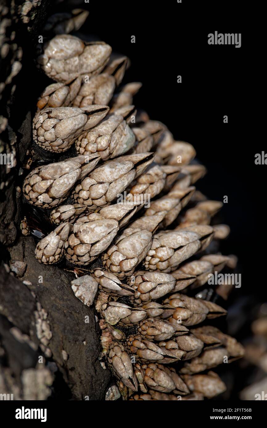 A closeup shot of Gooseneck barnacles Stock Photo