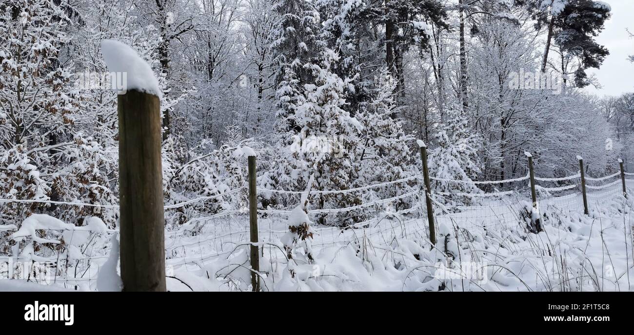 Winter colors in the forest hi-res stock photography and images - Alamy