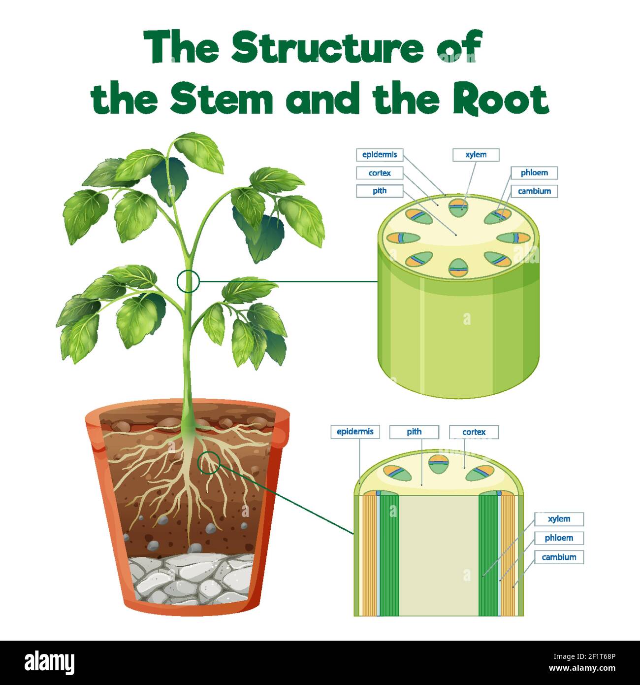 The Structure of the Stem and the Root illustration Stock Vector Image