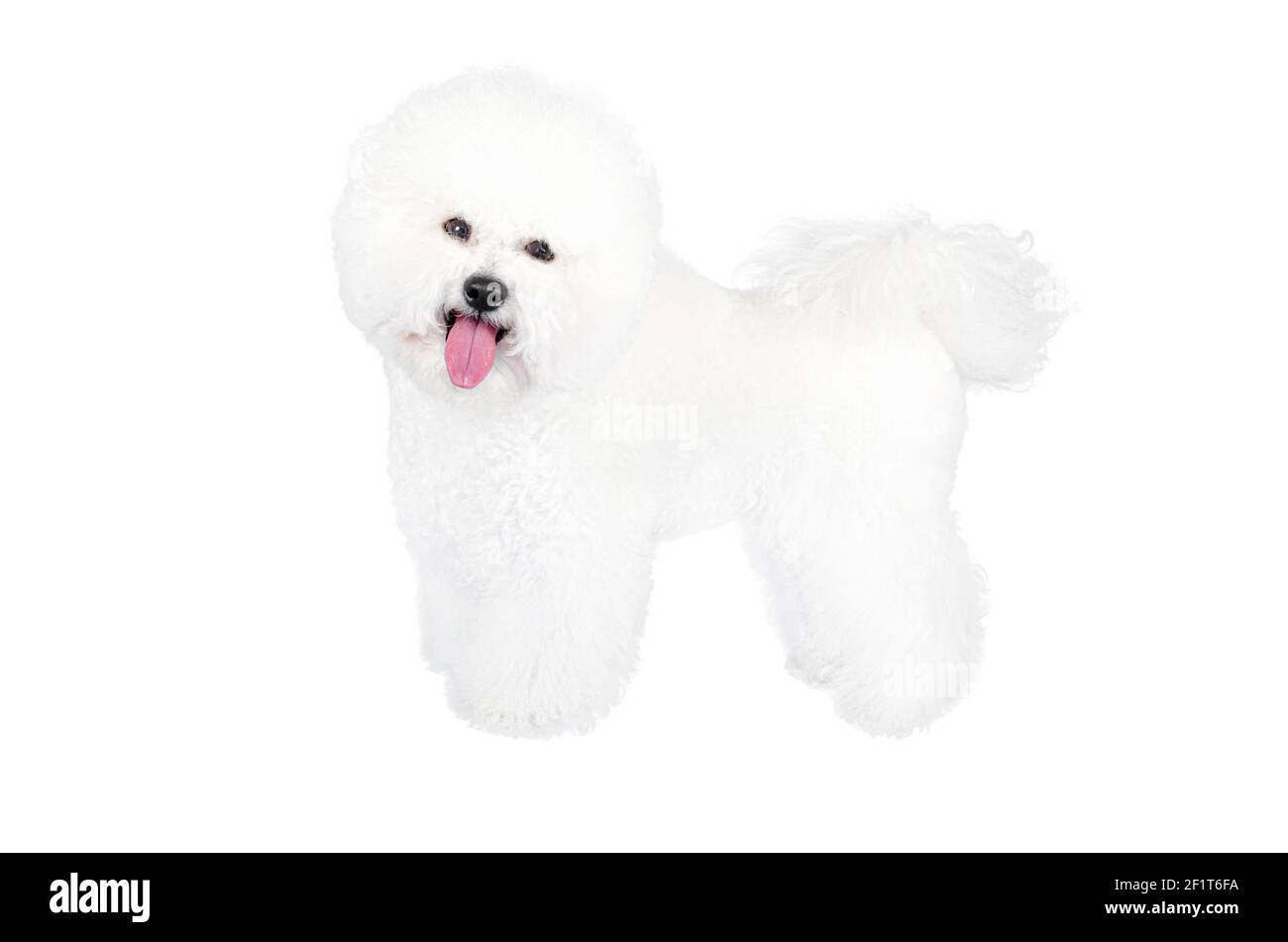 Bichon Frise dog poses standing still and looking at the camera with the tongue sticking out isolated on white. Stock Photo