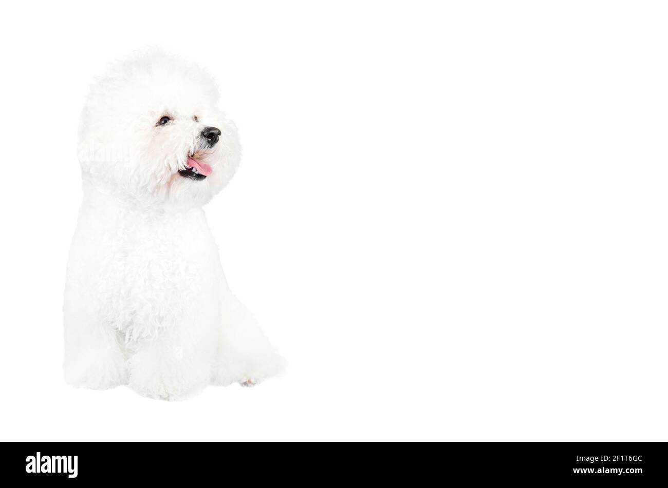 Close-up of a Bichon Frise dog sitting against a white background sticking the tongue out. Stock Photo