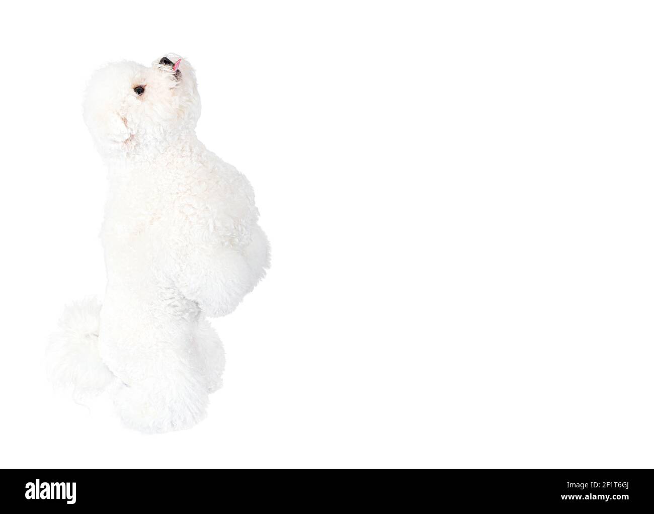 Adorable Bichon Frise dog standing straight up and begging for food isolated on white. Studio shot, copy space. Stock Photo