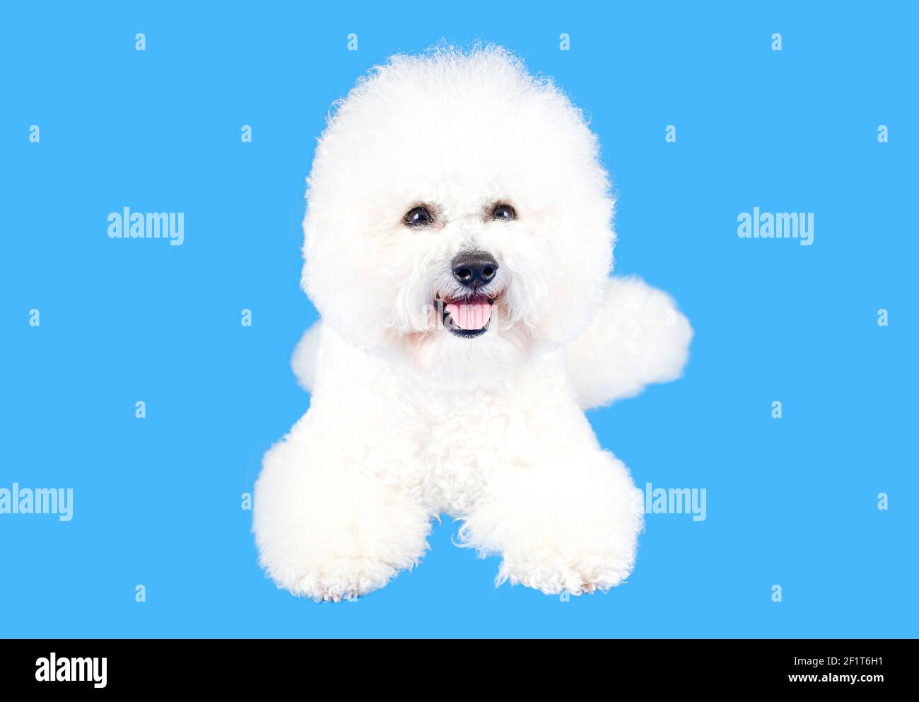 Front view of a fluffy Bichon Frise dog posing on a blue background. Studio shot, copy space. Stock Photo