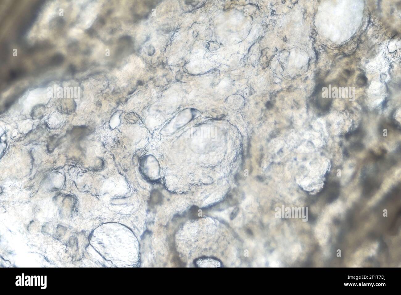 texture of boiled sausage under the microscope, food research Stock