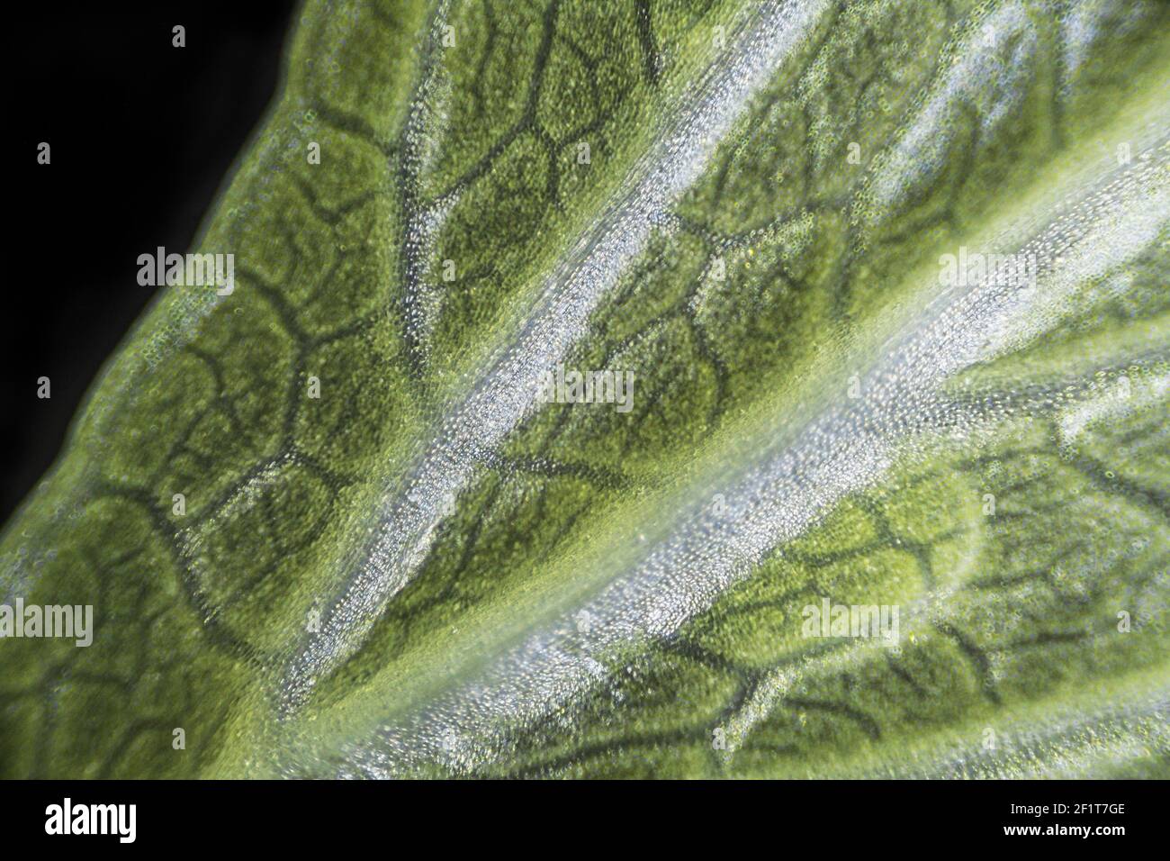 Green celery leaf macro under the microscope with a magnification of 40