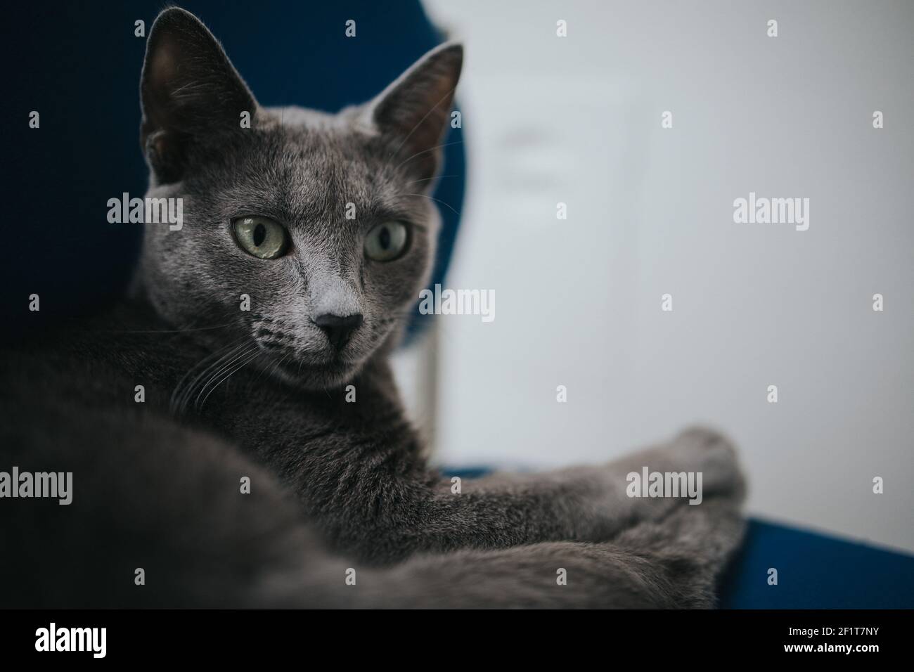 A close up portrait of a gray fluffy cat lying on the sofa Stock Photo ...