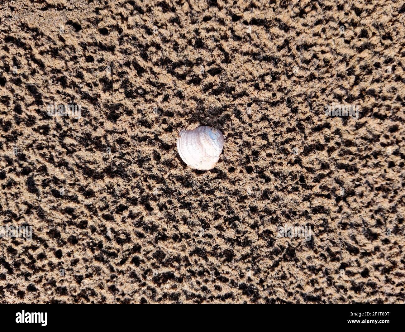 Seashell shore hi-res stock photography and images - Alamy