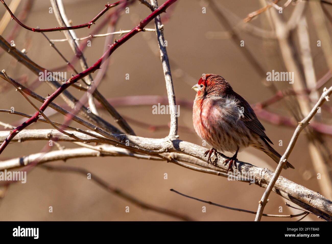 An adult male house finch ( Haemorhous mexicanus) perching on leafless branch of a shrub in winter. Males have unique red coloration in belly, chest a Stock Photo