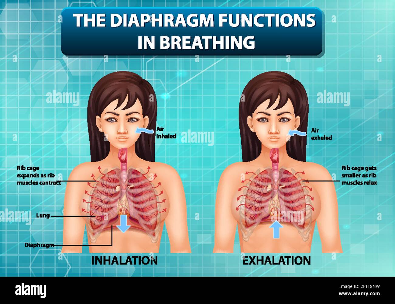 The diaphragm functions in breathing illustration Stock Vector Image