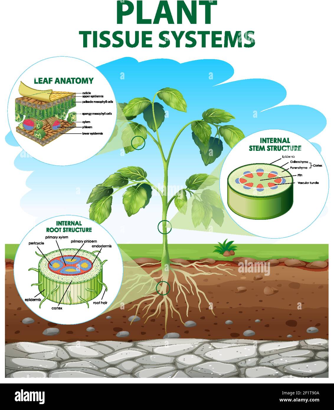 Diagram showing Plant Tissue Systems illustration Stock Vector Image