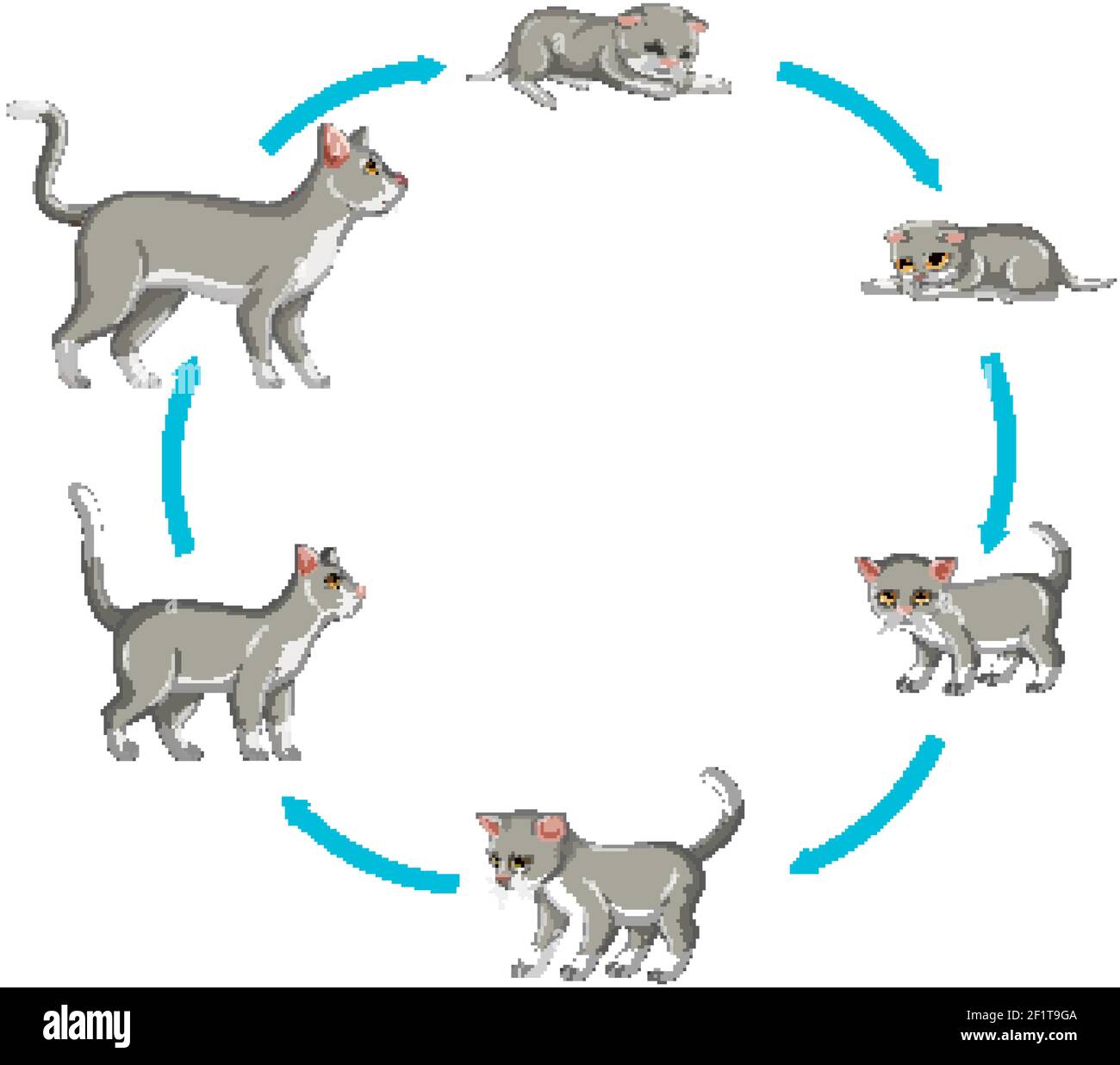 Cat growth stage set on white background illustration Stock Vector