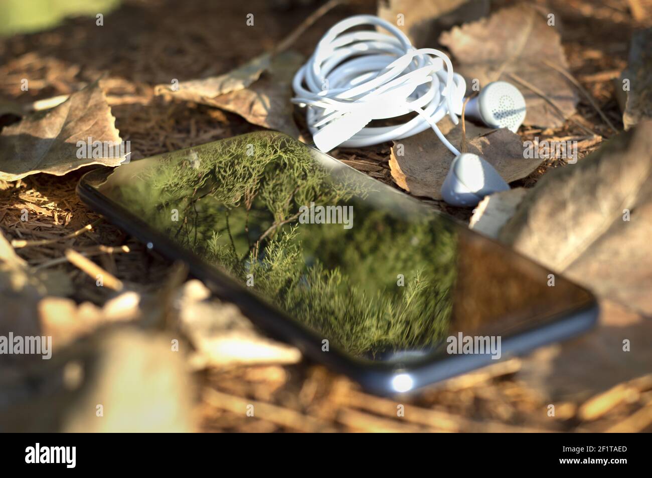 Cell phone reflecting tree branches, on sawdust and wood base with dry ...