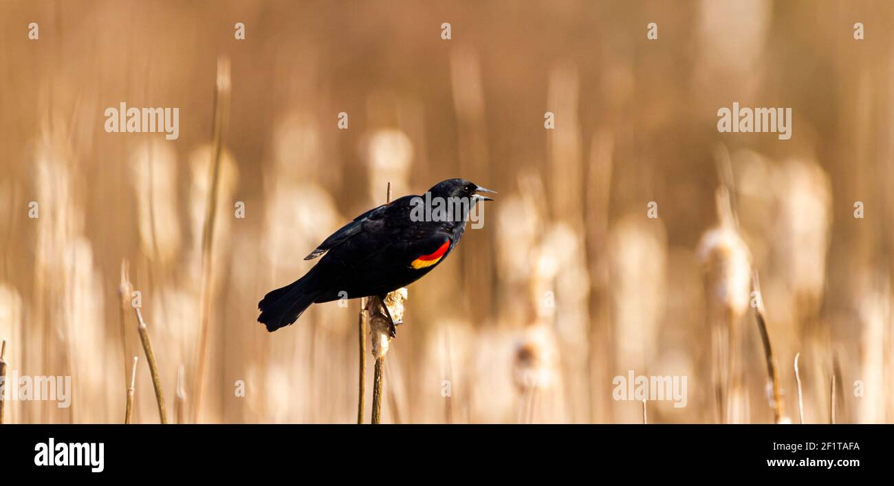 A male red winged blackbird (Agelaius phoeniceus) a tiny passerine bird characterized by black feathers and red marks on the wings, is perching on a d Stock Photo