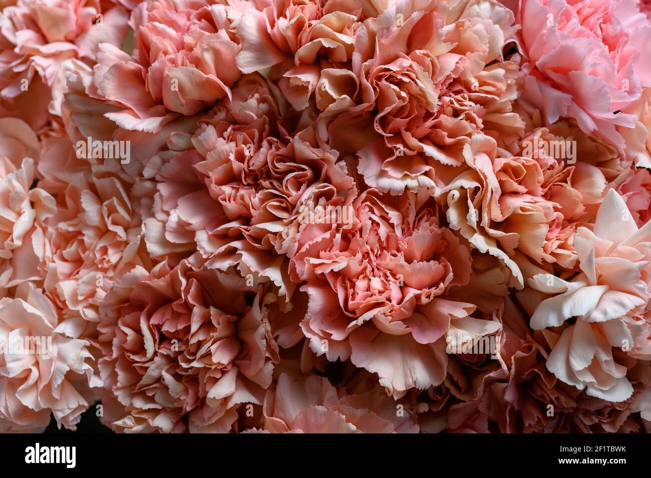Pink carnation flowers. Top view. Close up carnation flower texture Stock Photo
