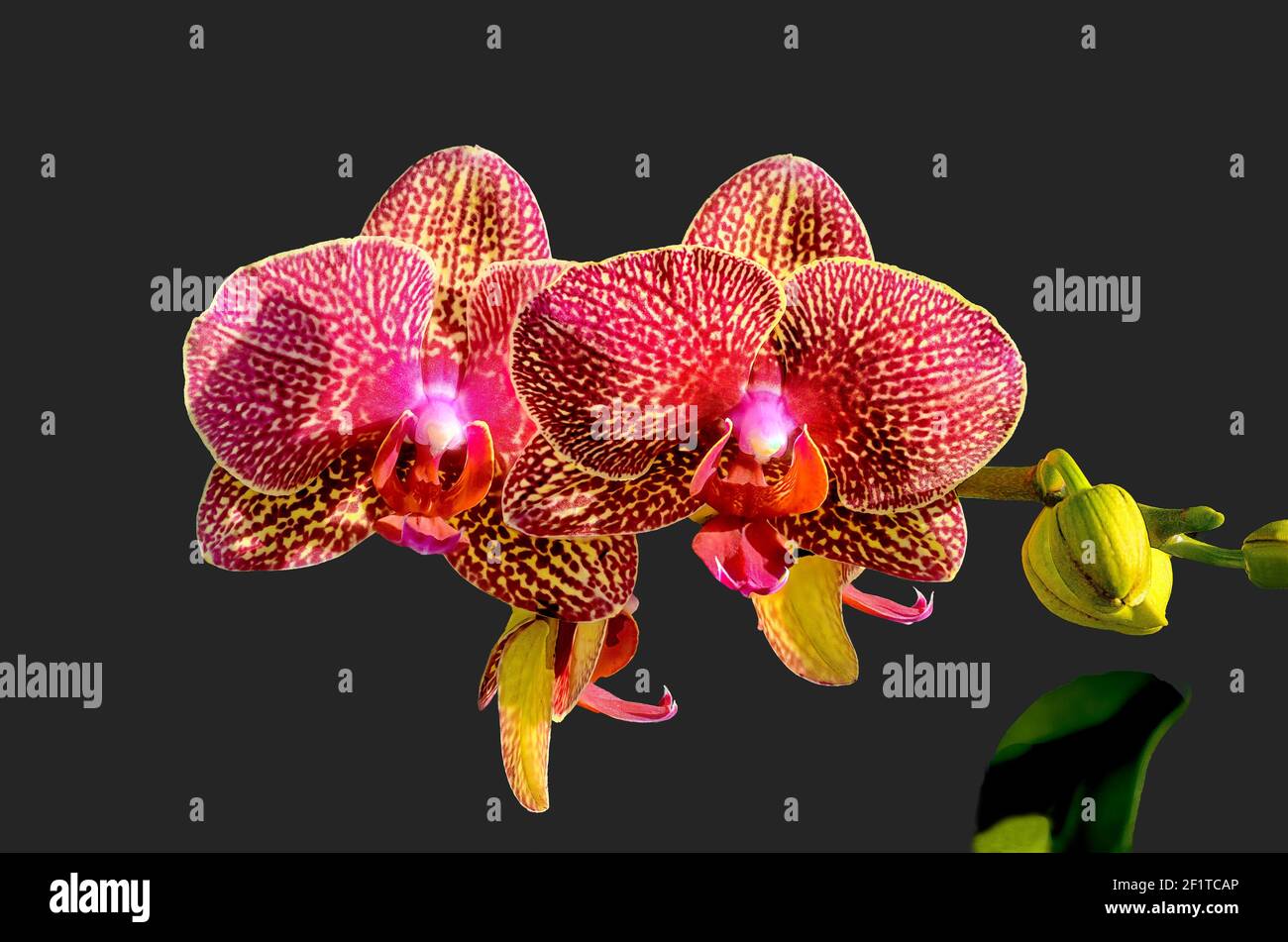 Blooming cluster of Phalaenopsis Orchids also known as Moth Orchids Stock Photo