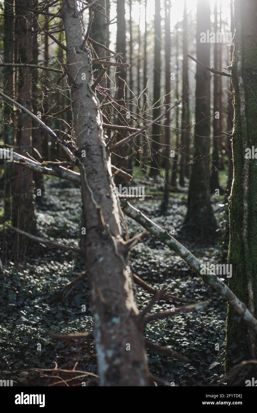 peaceful scenery in forest in early spring time, morning sun shining over fallen trunk Stock Photo