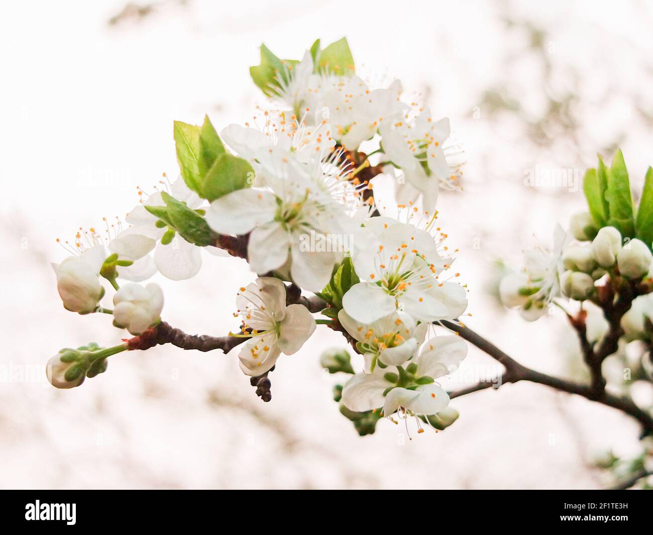 Beautiful apple tree flowers in spring Stock Photo