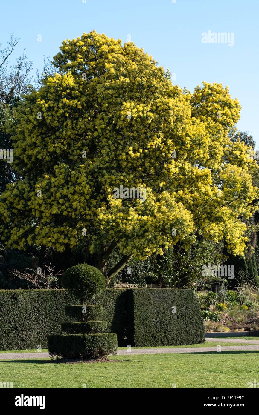 Mimosa Tree Blossom High Resolution Stock Photography and Images Alamy