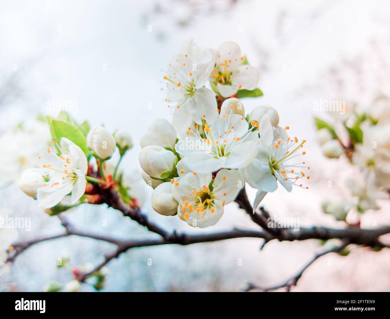 Beautiful apple tree flowers in spring Stock Photo