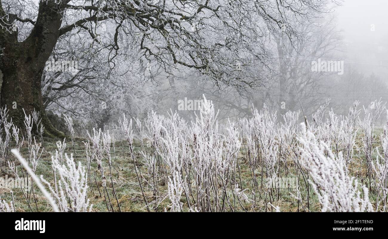 Dock stems turned white with advection frost / wind frost. Beyond is a bare sycamore (Acer pseudoplatanus) tree, and mist (England, UK) Stock Photo