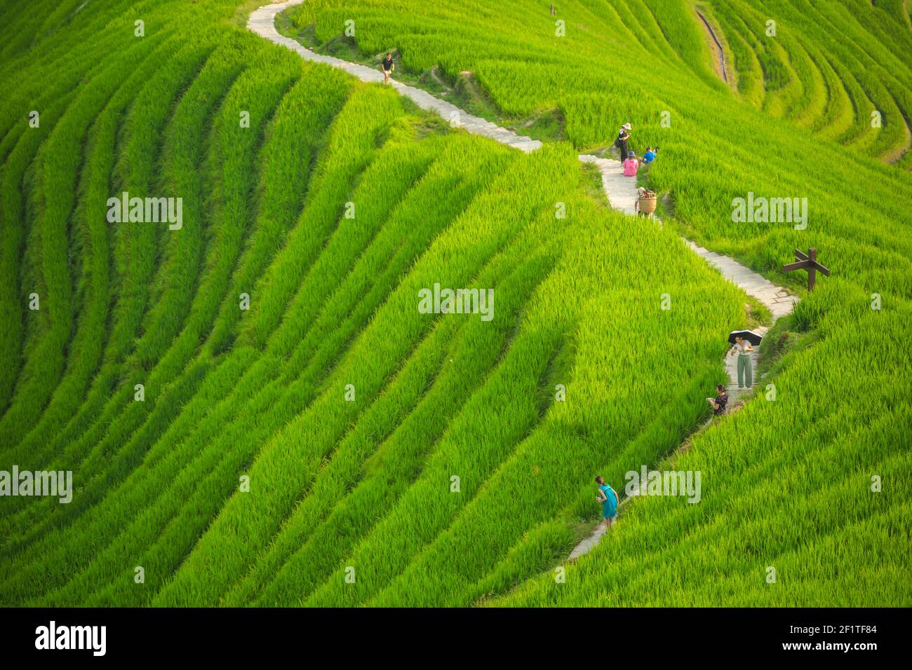 Walking path through Longji Rice Terraces Stock Photo