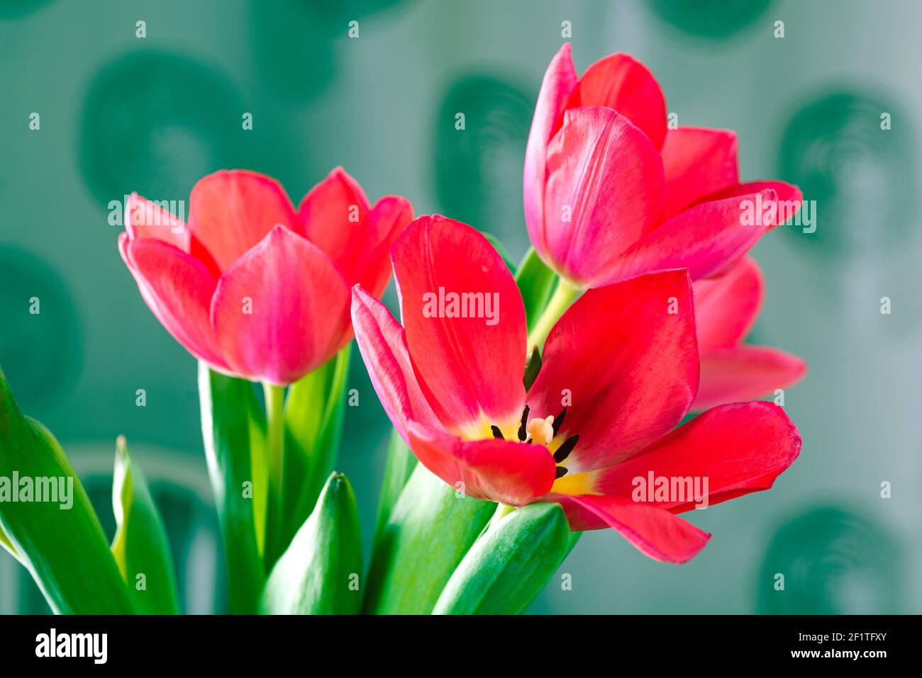 Pink tulip close up. Cute pink tulips, spring pink flowers Stock Photo ...