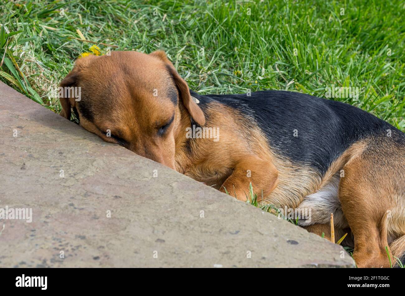 A small dachshund type dog sleeps with his head on the