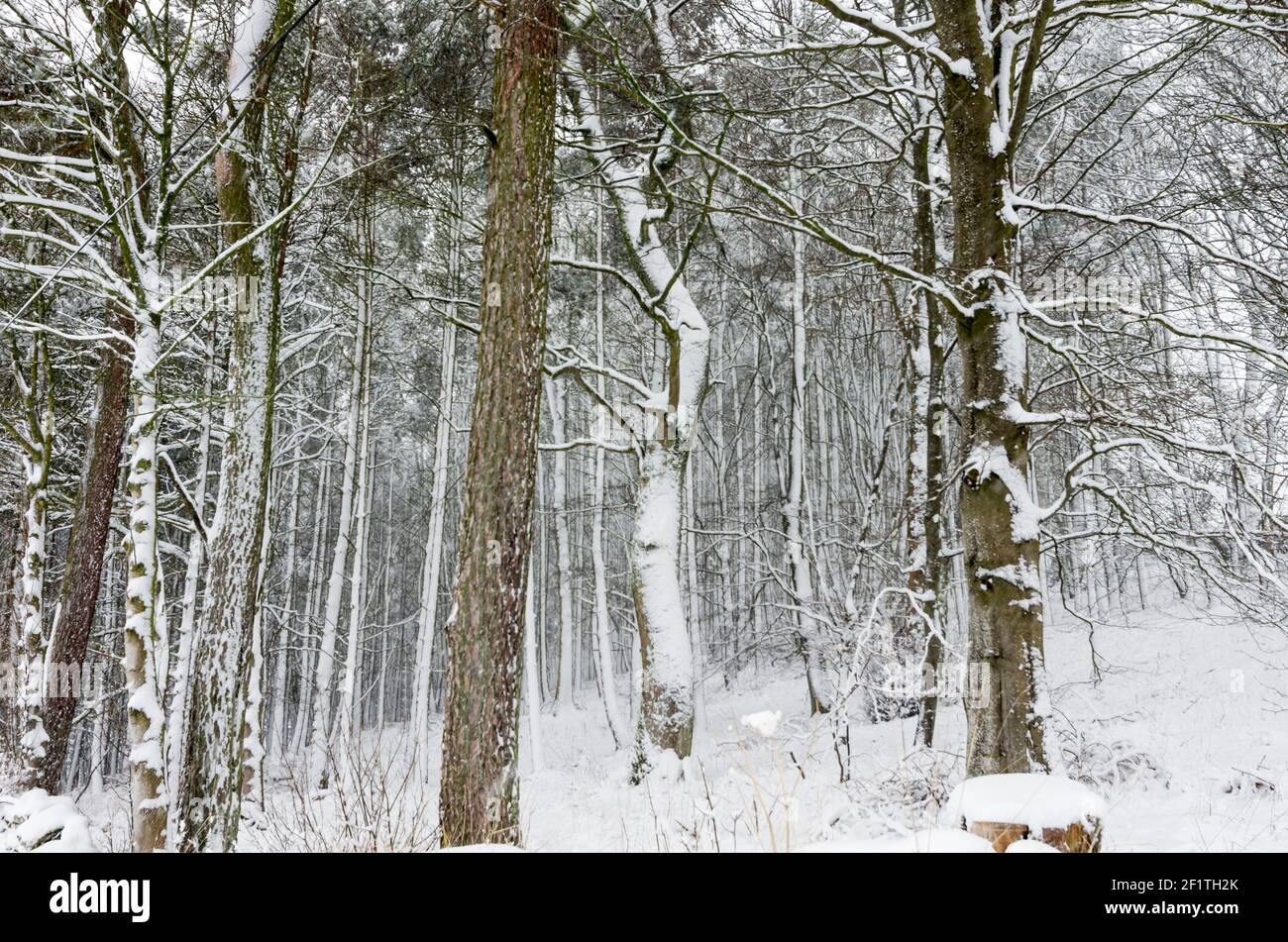 A snowy wood in Weardale in the North Pennines, County Durham Stock Photo