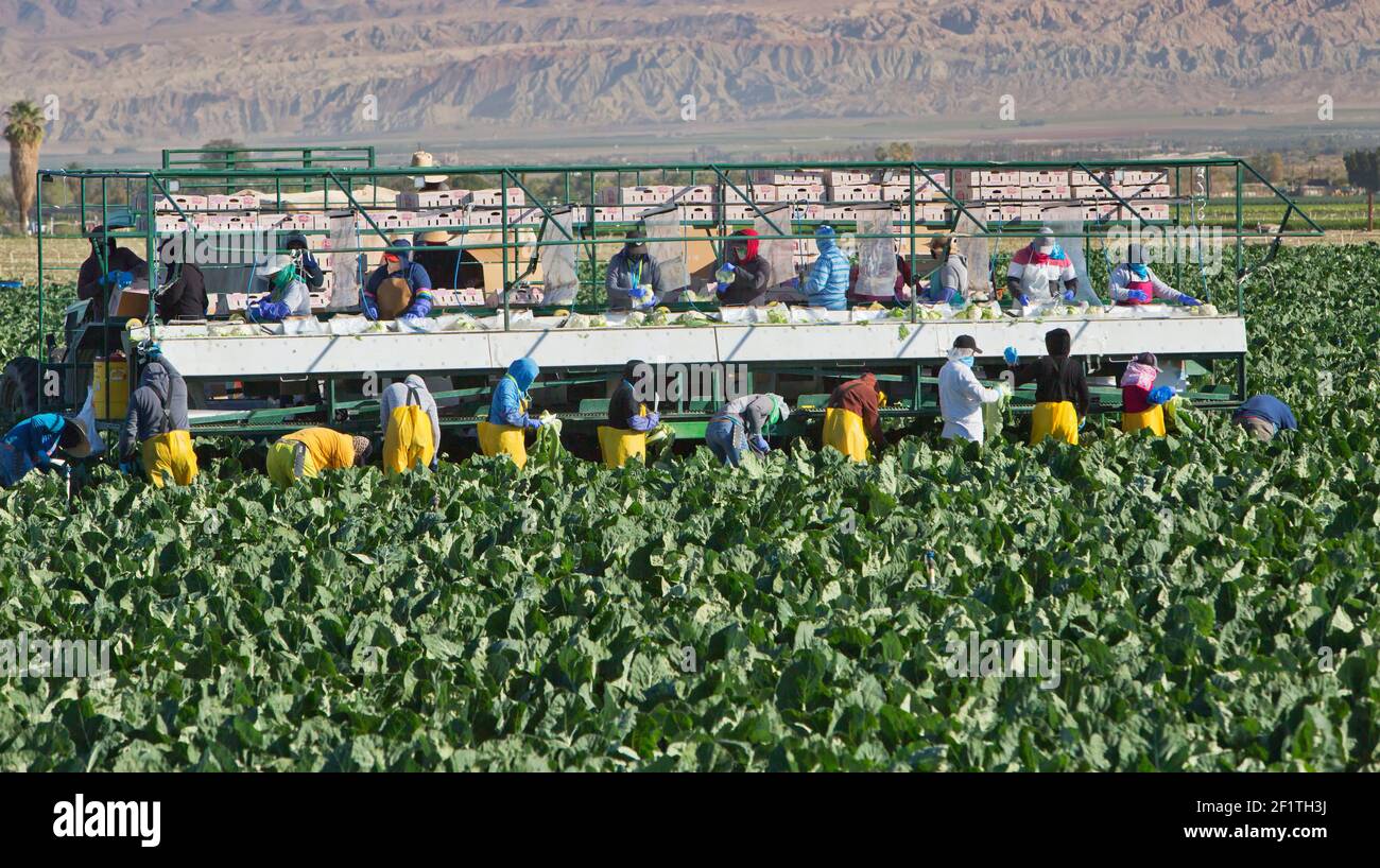 Hispanic field workers harvesting - packing Organic Cauliflower  'Brassica oleracea var. botrytis', early morning light. Stock Photo