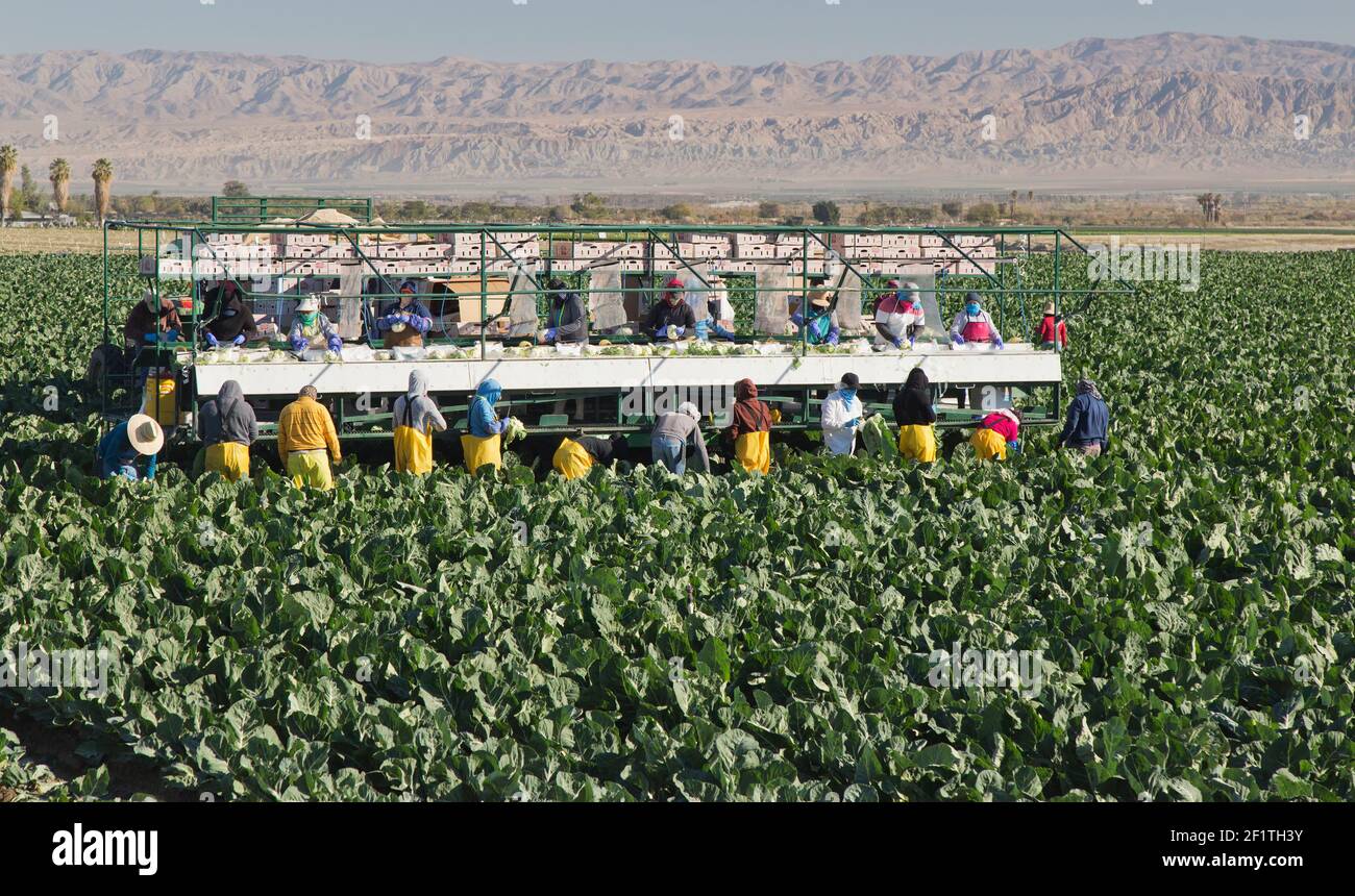 Farm workers harvesting - packing Organic Cauliflower  'Brassica oleracea var. botrytis', wearing Covid-19 mask. Stock Photo