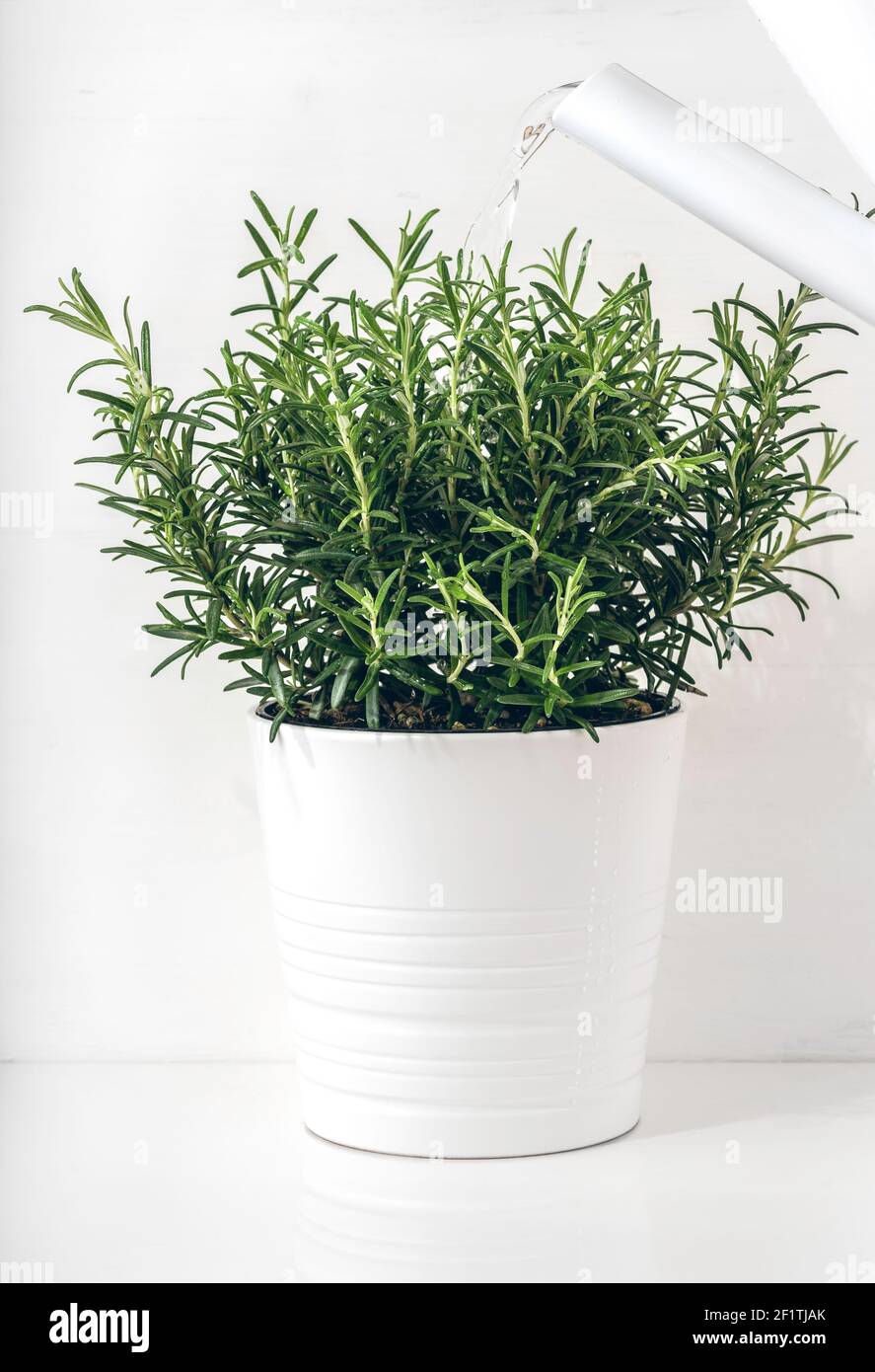 Fresh rosemary is growing in a flower pot indoors. The plant is watered from a watering can. White scandinavian interior design. Stock Photo