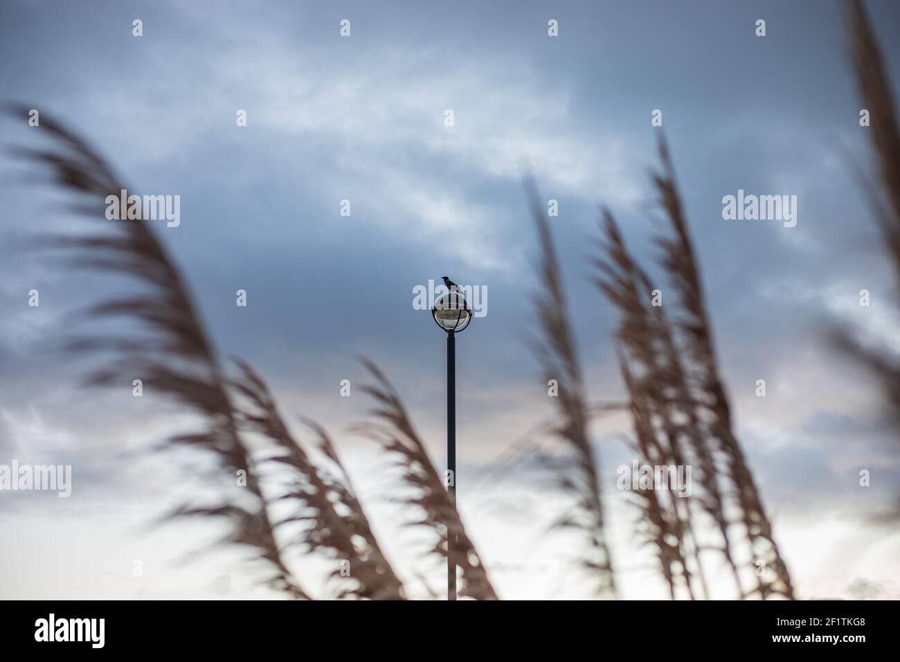 Dark blue, cloudy, dramatic sky at windy evening with brown grass stem in the foreground and lonely bird sitting on the lamp in the background Stock Photo