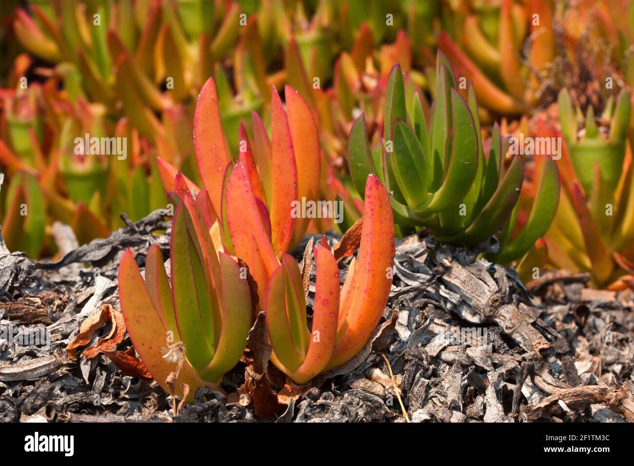 gold flame sansevieria Sansevieria trifasciata 'Gold Flame'