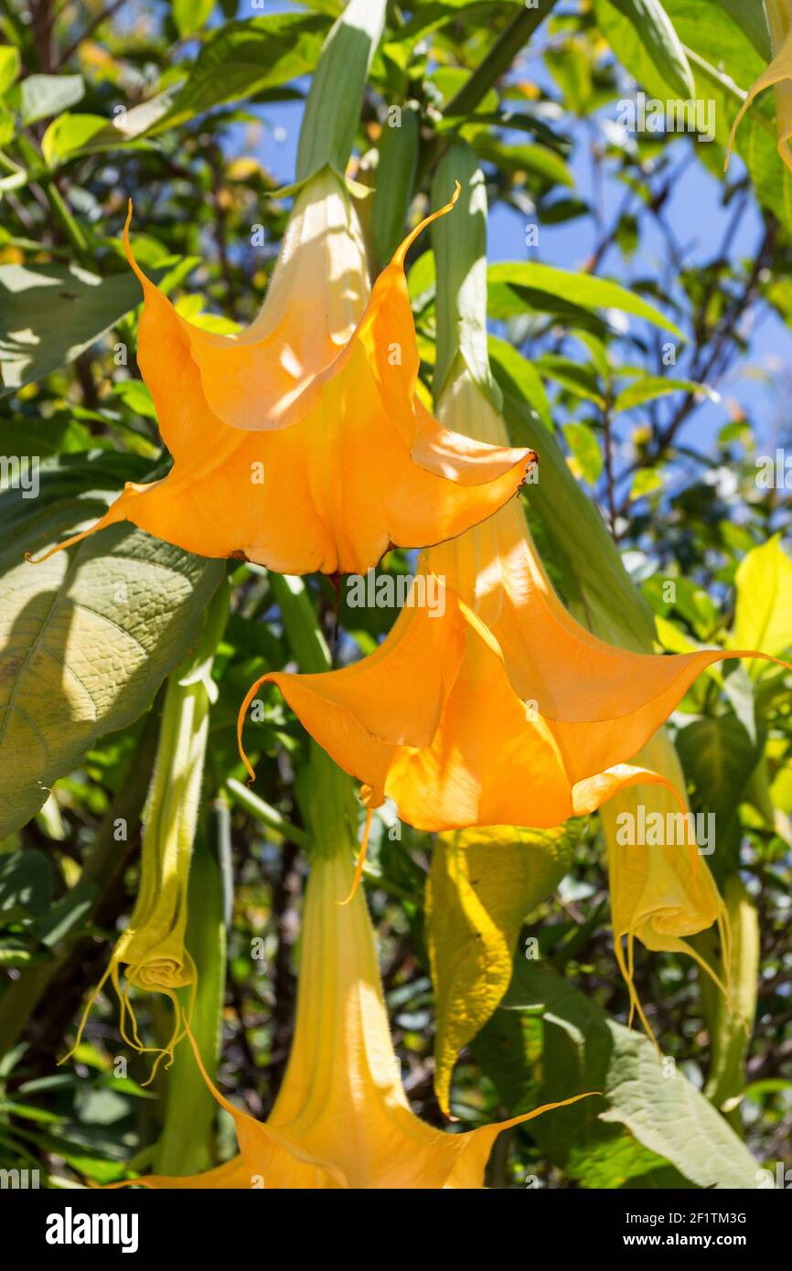 Yellow angel's trumpet flowers or Brugmansia suaveolens on tree